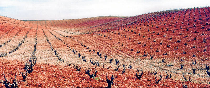 viñedos de carinena